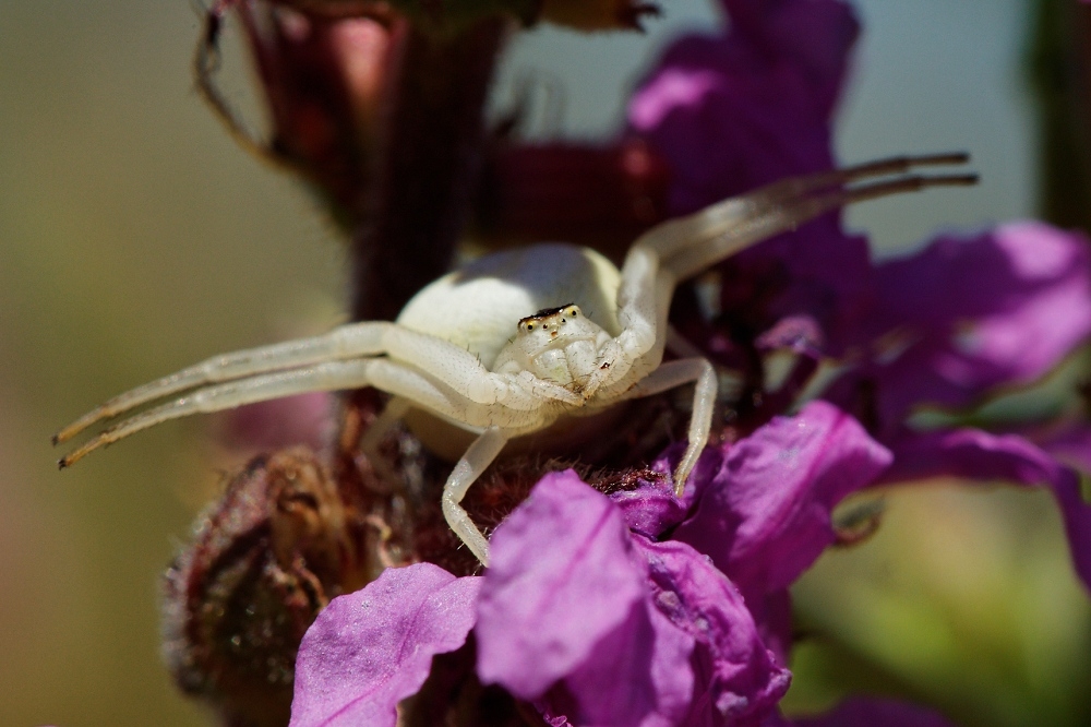 919143473_2012-07-23Araignecrabe-border.jpg.413813e9c2938fcd6de31d533b1d17ab.jpg