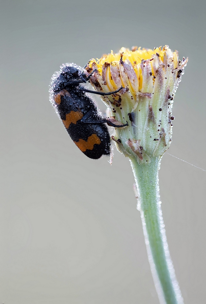 941332864_MylabrisvariabilisStackde36imagesDSC_26032638.jpg.a479301e70e37dc7a76cbdb612da6190.jpg