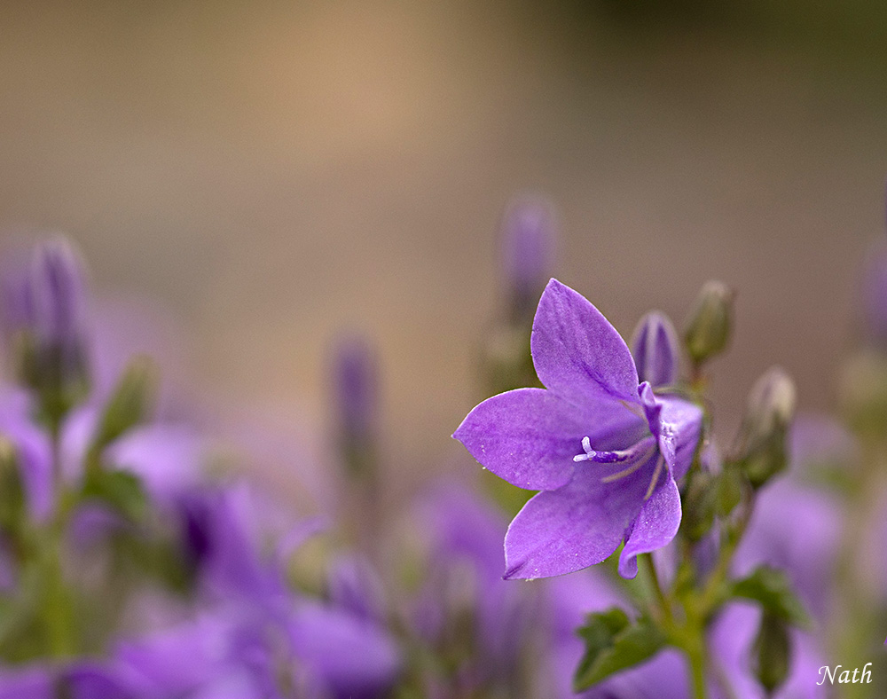 Campanules_1.jpg.581714c4432e1d61d43cd733c69e01d0.jpg