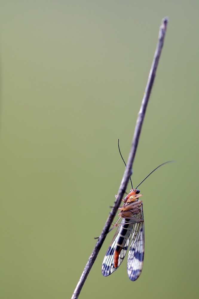DSC_2479-Modifier.jpg.ad01a7a530a2eb9ce3ac0c20030ffcb7.jpg