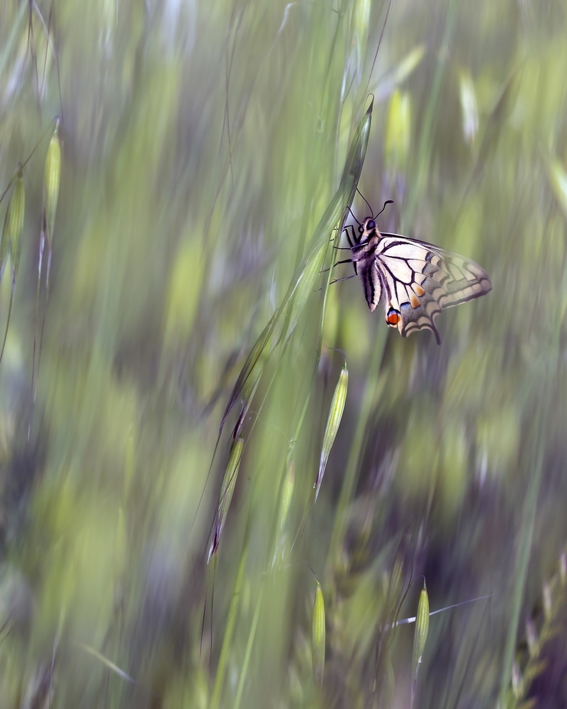 DSC_2481-Modifier.jpg.5bd4655b27f74787a419fc5789c00d57.jpg