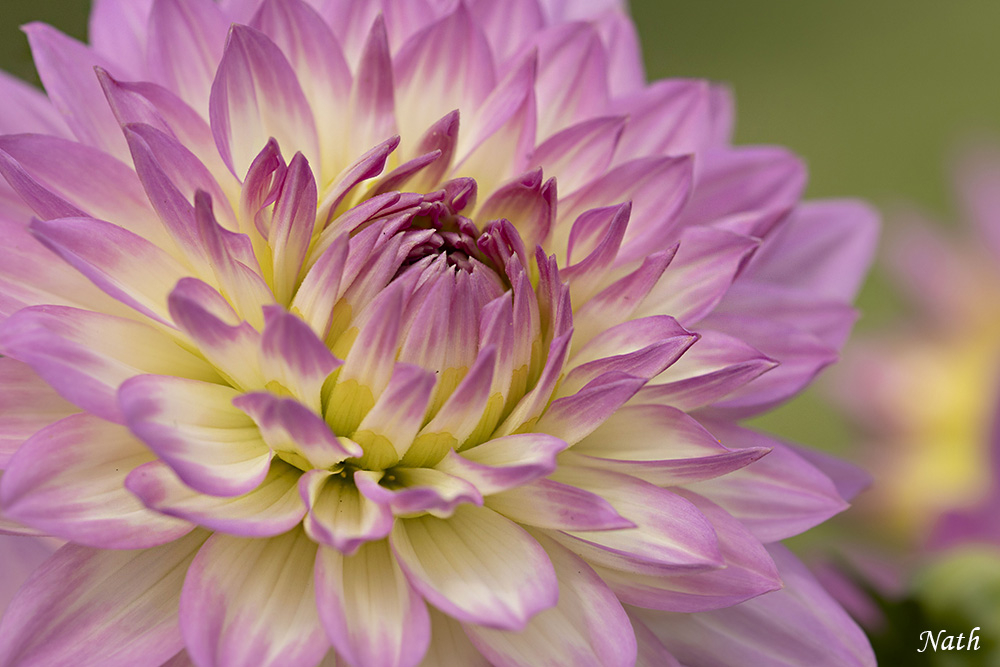 Dahlia_2.jpg.b9498e9b4b9305b6886f48516e76c270.jpg