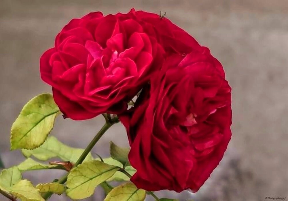 FB_IMG_1652460272958-01-01.jpeg.3127867fc1757156131c845f3ccf5c15.jpeg