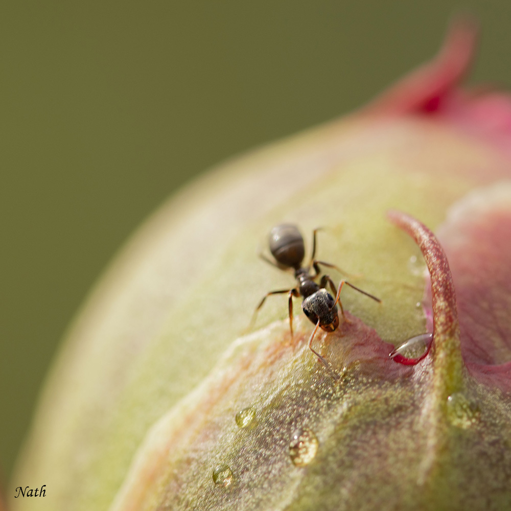 Fourmis_2.jpg.9811bb89dbf1c191ea581df15e883772.jpg