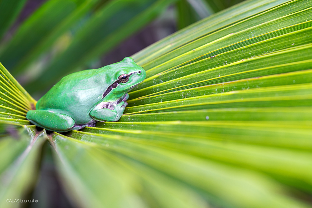 Froggy.jpg.ccb350bd0be69353593b4deb876521c5.jpg