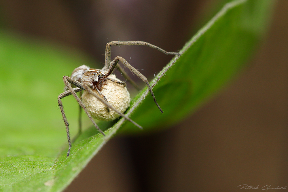 IMG_2472_corrigee.jpg.4873350484e90181acc55a770825350e.jpg