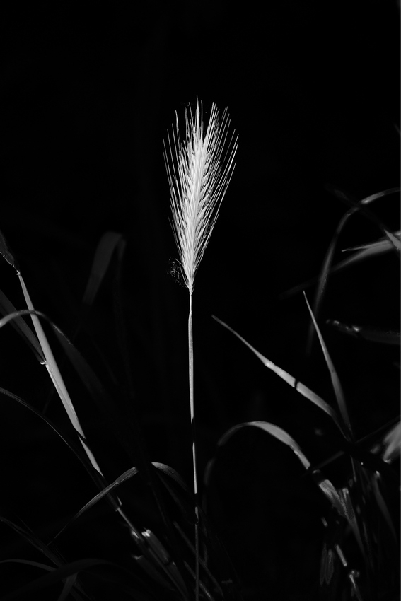 VHA09242_C1.jpg