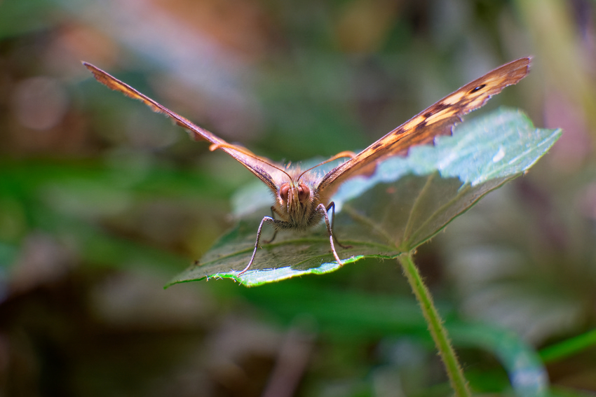 VHA09285_DxO-1.jpg
