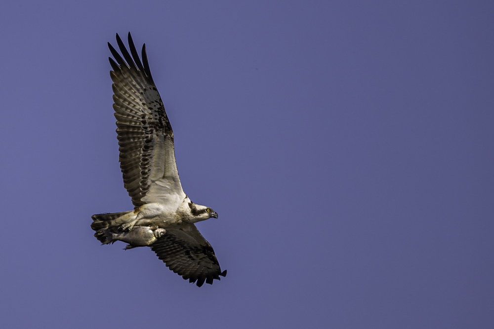 _IL_2265.jpg.fd94ae67a251a7c43ca7d6a7f1894a03.jpg