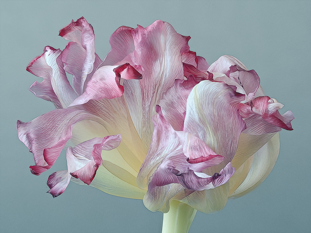 aujourd'hui c'est tulipe