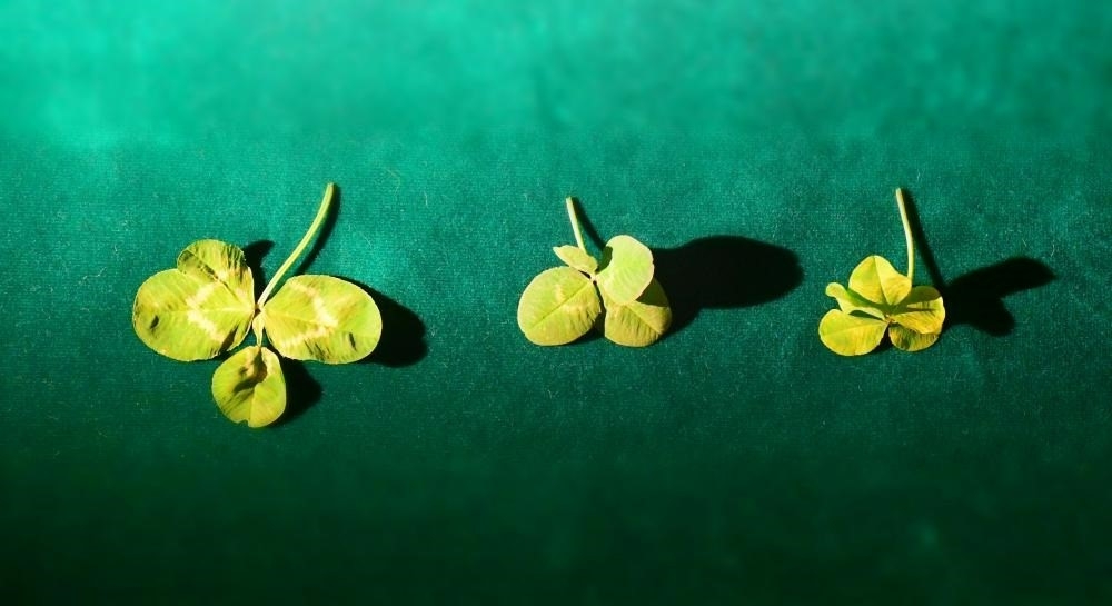 treflesJPEG.jpg.6b0d8cb87992530209063d9b17c32d26.jpg