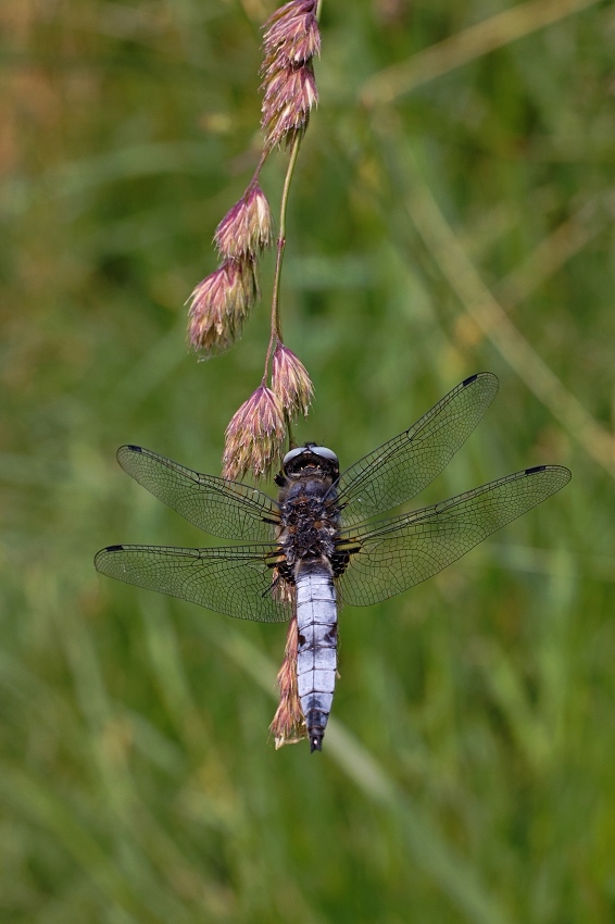 041A7569_DxO-border.jpg.c680d99309e42f5bd7973a43e5d7a6cc.jpg