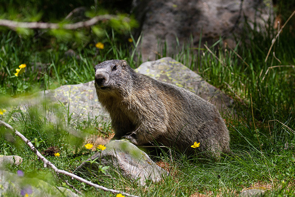 1134013962_Marmotte01.jpg.9229549921700313c4ed47d32bb2c8d3.jpg