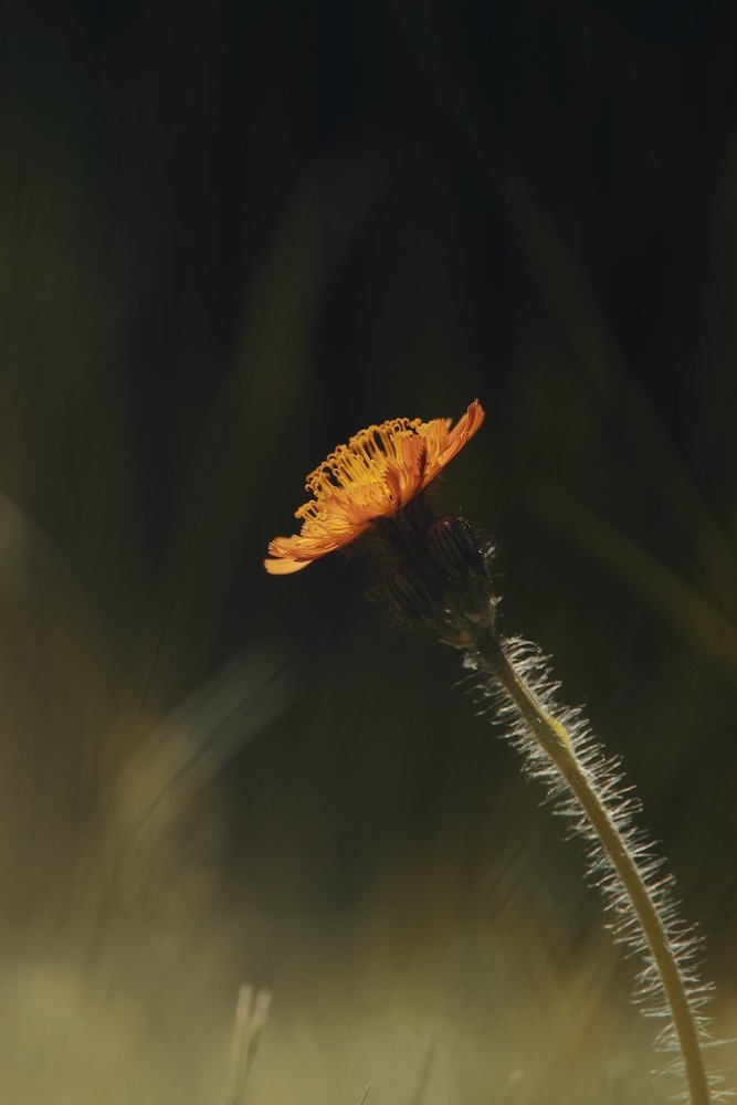 1181413429_ORANGE1.jpeg.dfc9bb6ccc1473ba1f690bfa7d8bd4b5.jpeg