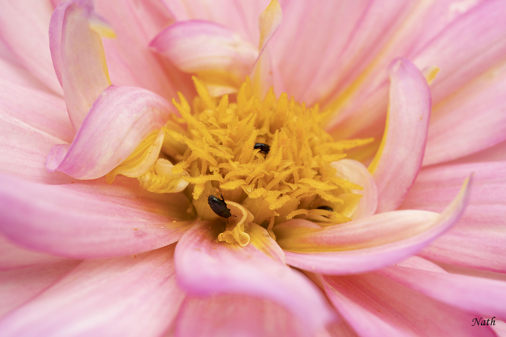 1211988235_CoeurdeDahlia.jpg.e75edbdab5fcc87afba45100cdc0032a.jpg