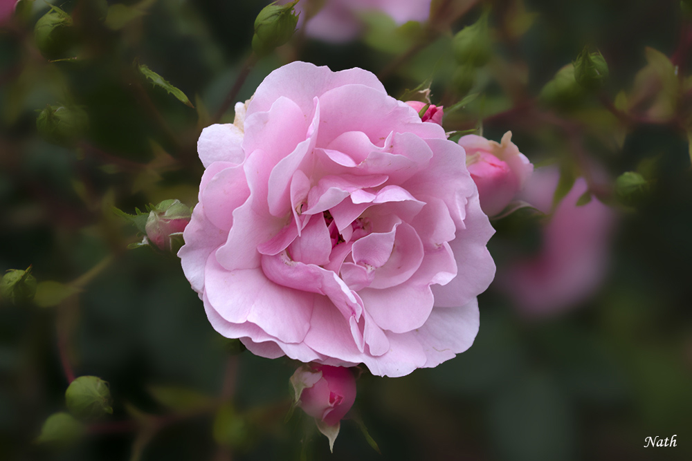 1366586610_Rose_2b.jpg.8c01c39e27a0005befc53b3923e3e74b.jpg