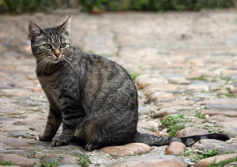 chat serie 7.jpg