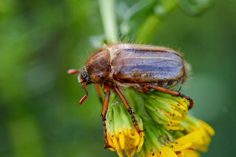1491018511_HannetonAmphimallonSolstitialis.jpg.72eb1bdf75fec7275039dbb74d81d99d.jpg