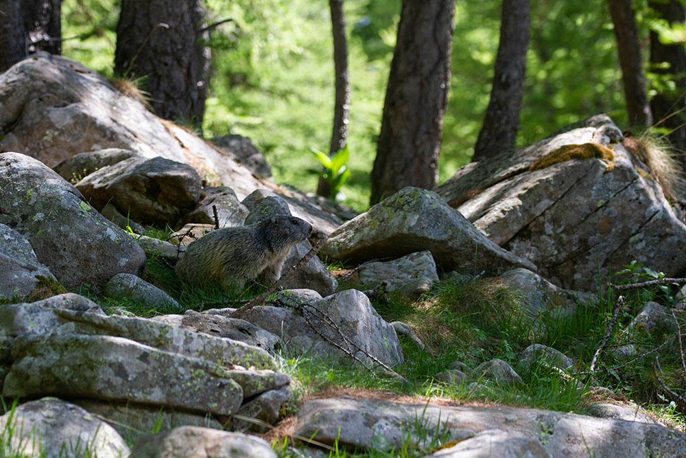 1509228696_Marmotte04.jpg.69d254ae4669fefb31df50948b8404e1.jpg
