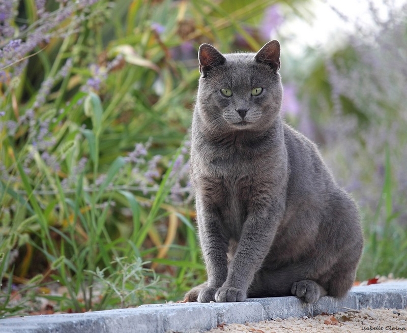 chat serie 6.jpg