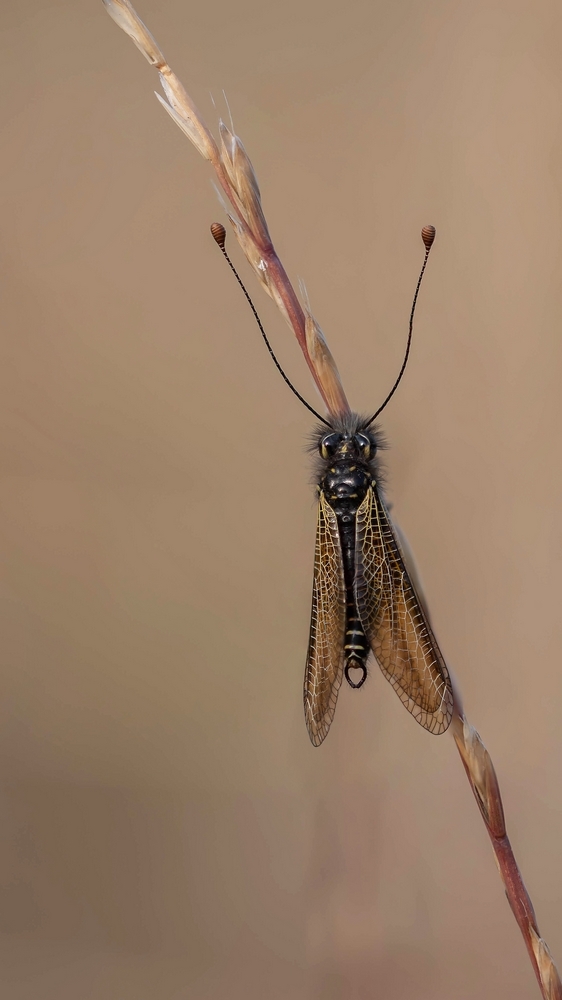 1758819658_AscalaphesoufrStackde20imagesDSC_27622781.jpg.75da5a0a6982d009502f8de11539f9cc.jpg