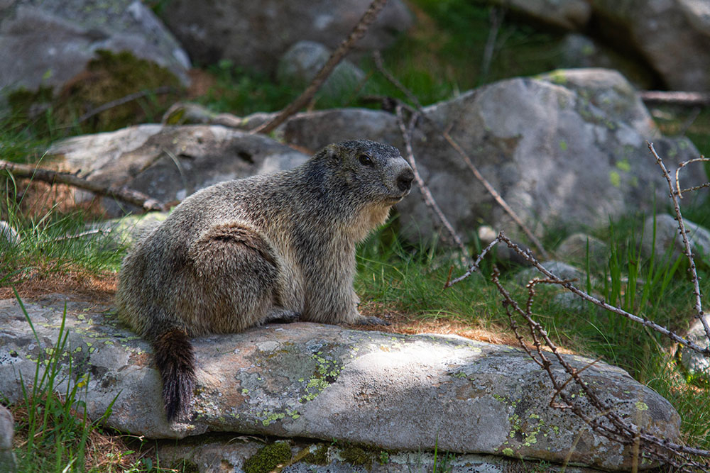 2031894892_Marmotte02.jpg.4f840d697b357319160835713fccf970.jpg