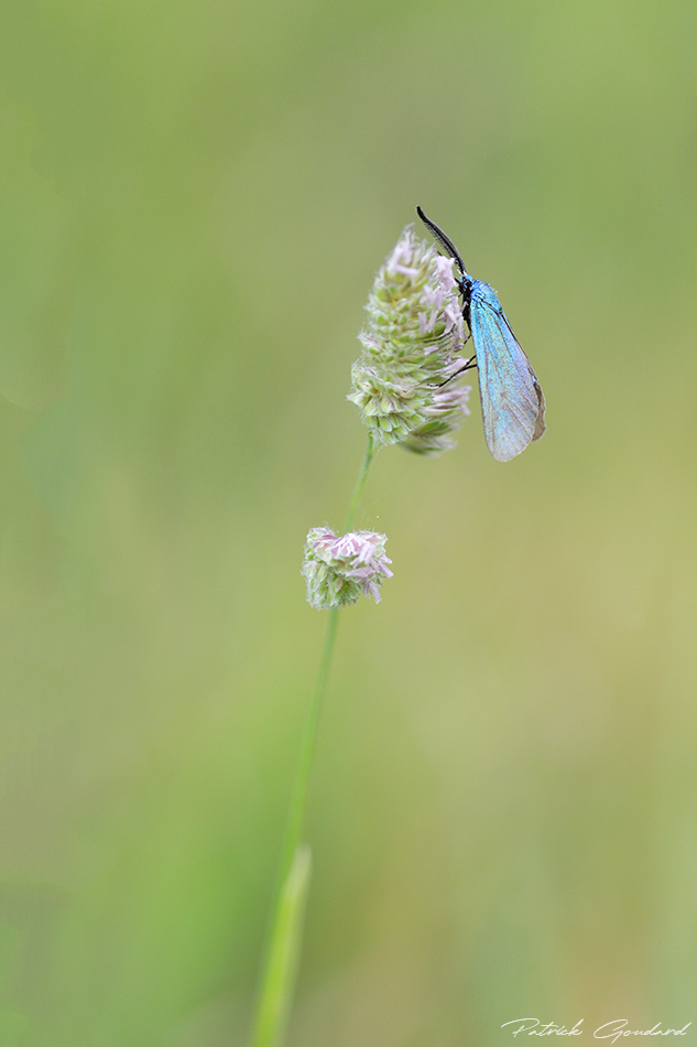 240464322_zygne_turquoise.jpg.6a735b7931dcffb17a966e4236e7c8d1.jpg