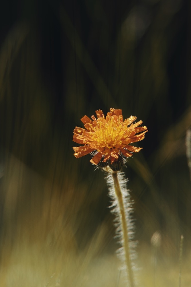 270968538_ORANGE4.jpeg.f36306b751ffc74b95eae4e2bc4e5415.jpeg