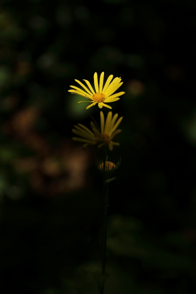 2G6A2181.JPG