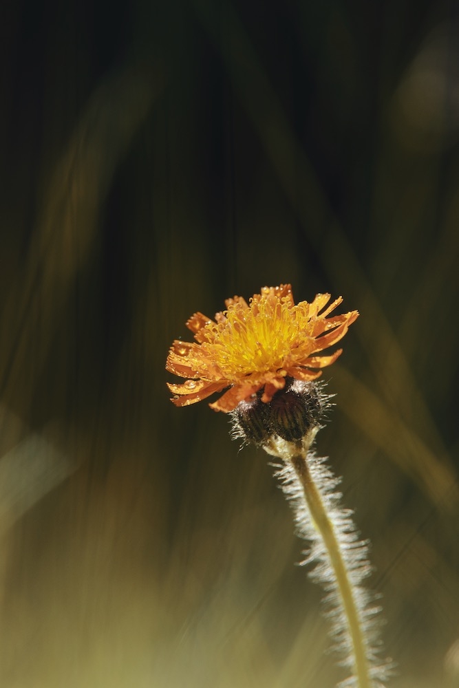490056383_ORANGE3.jpeg.0f61a5e05d76901ece27c3f0ade73e66.jpeg