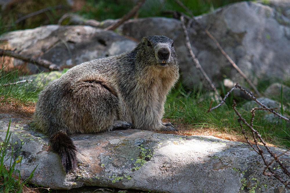 81927497_Marmotte03.jpg.f81e2e7396f5c4d40cb5d4fa5463d056.jpg