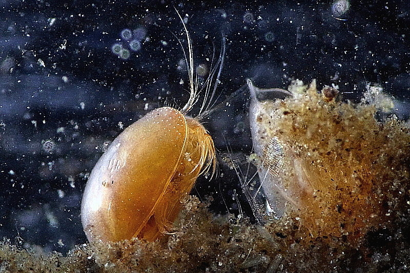 937912083_ostracode2mm.JPG.1842812d24a64d36e1685cce9cec49db.JPG