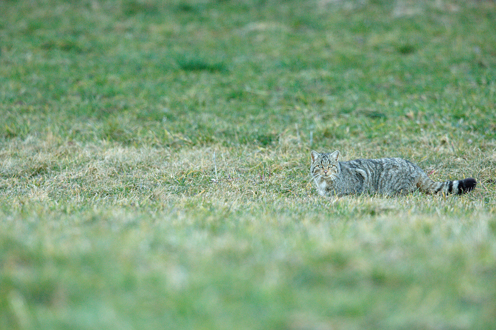 CW7A0162_DxO.jpg.aca28be7a94094c82d0aca4445bf16ae.jpg