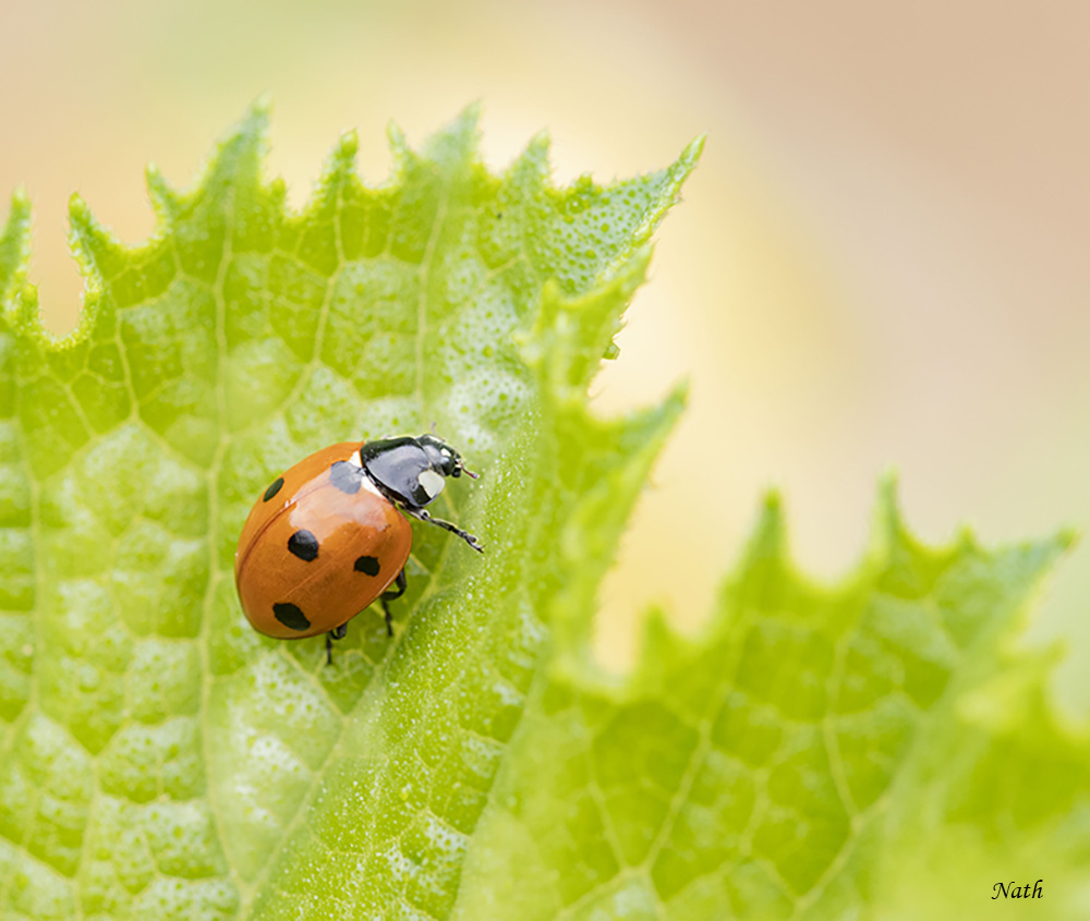Coccinelle_6.jpg.e3ba9bd69e129916f7f752f9b625c218.jpg