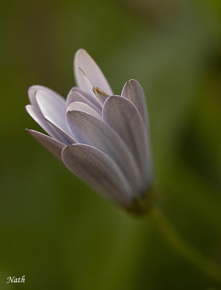 Crocus_1.jpg.866b1db03af4b1f42bc16cd8c60797ab.jpg