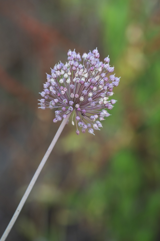 DSC_2996-Modifier.jpg.2b703dc134d573b5905470ac73f0dedb.jpg