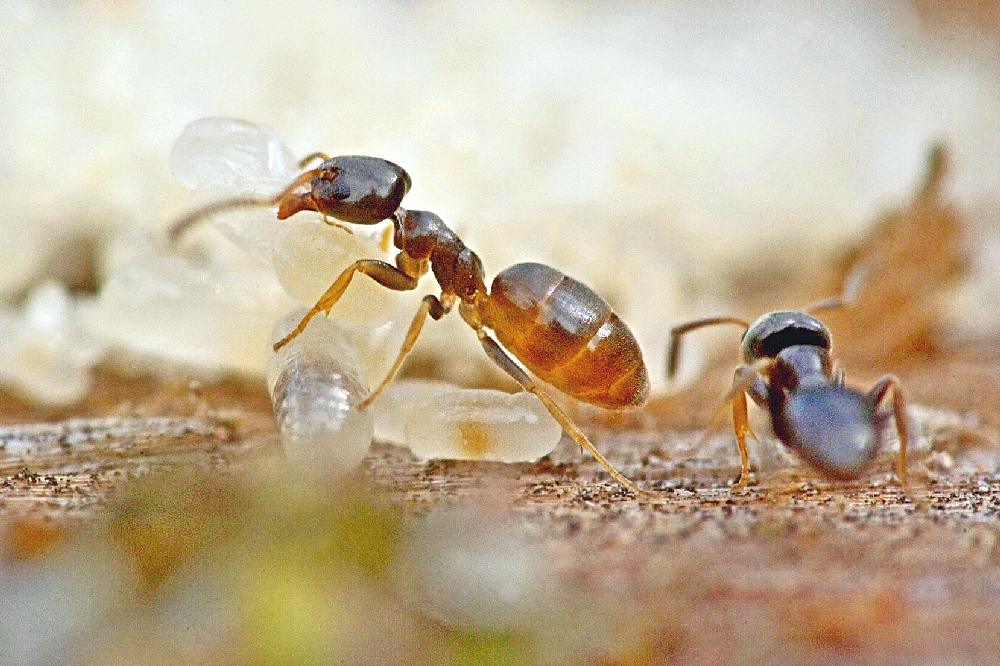 Fourmis.jpg.6baaff32b68ea86edf5fff2126854063.jpg