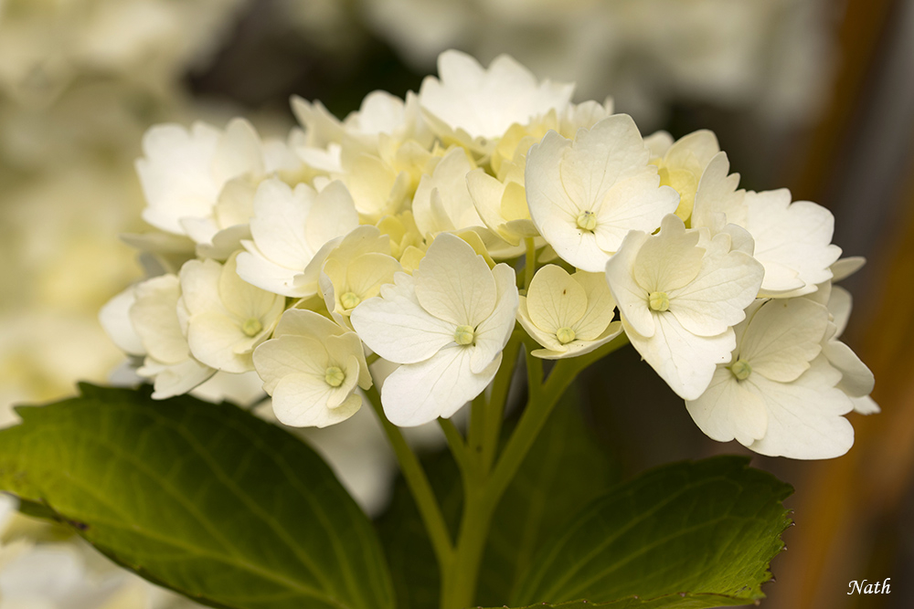 Hortensia.jpg.6df34c3cc7e7c9a03dd3290969ee7c4f.jpg