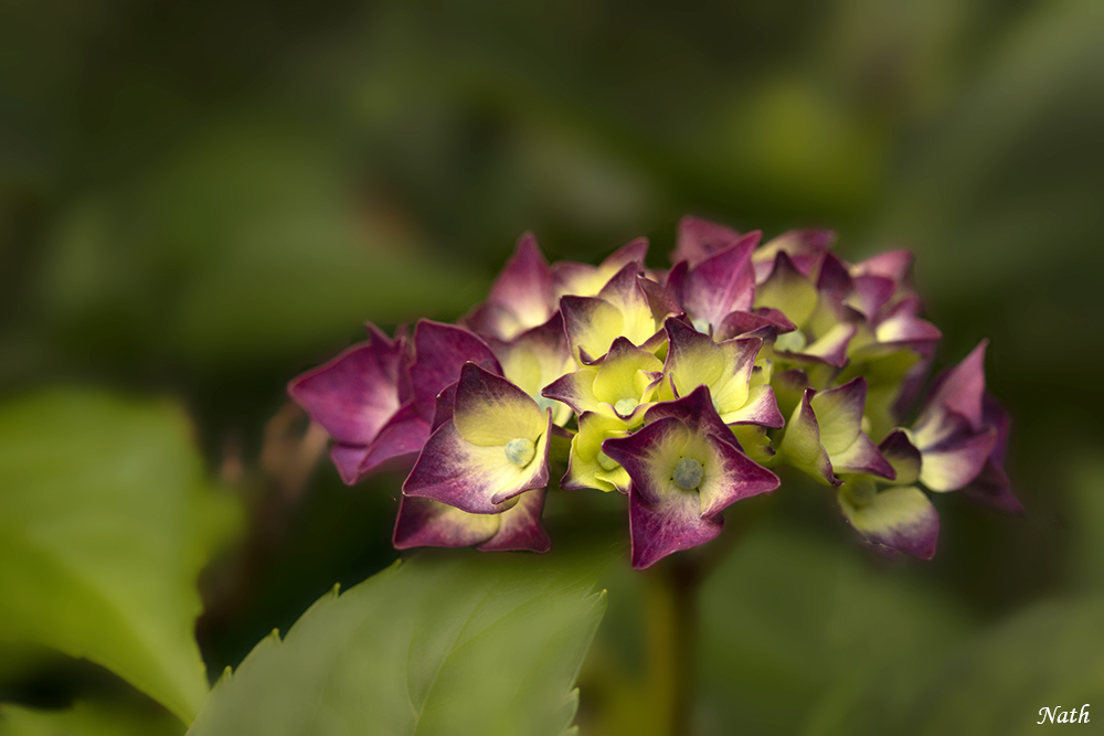 Hortensia_1.jpg.4f8f4f89d3e2f3d6241fd1a63c7fd578.jpg