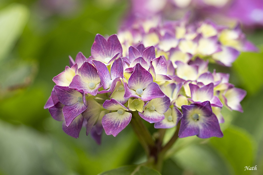 Hortensia_8.jpg.703f2172ccd755ea7a879c3ffc618f2f.jpg