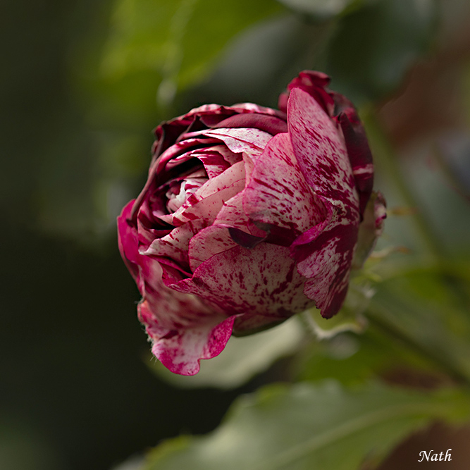 Rose_2.jpg.8d7967f5d76ed3c1c66e2ed50b5a6d4a.jpg