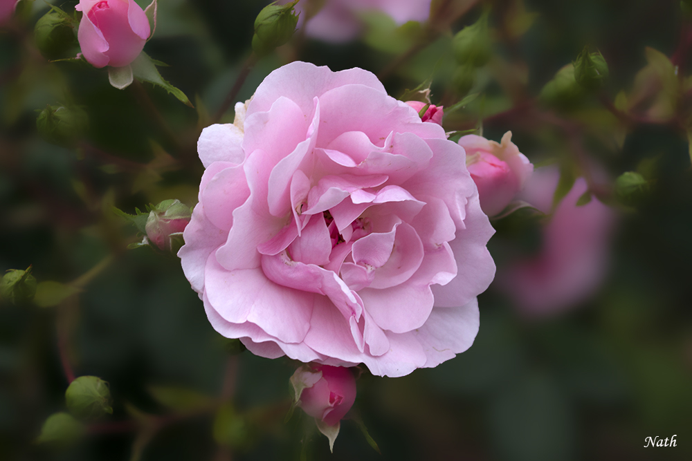 Rose_2.jpg.a33da9b760ac1f7575af167146984647.jpg