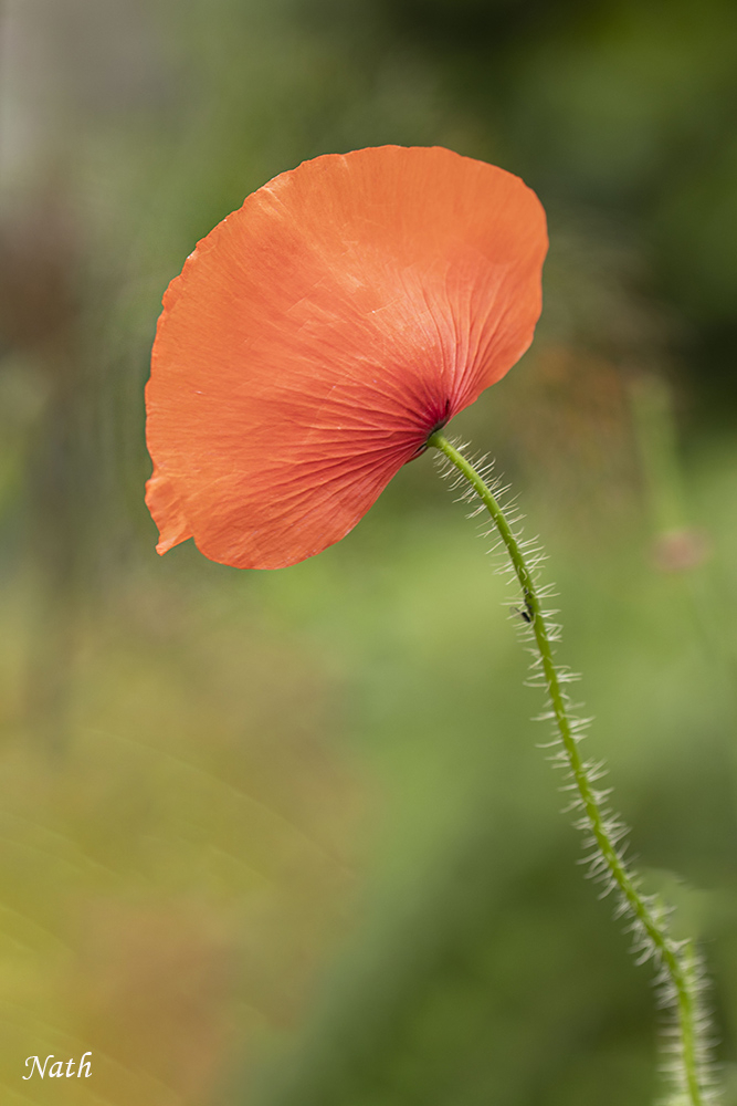 coquelicot_7.jpg.dde0d09fe8df16940339042ad3b2064f.jpg