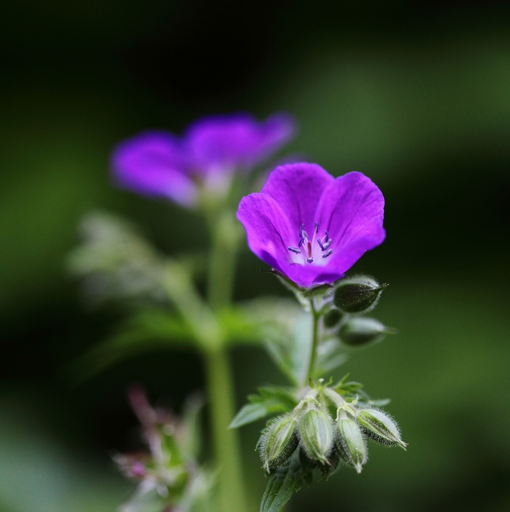 IMG_1188 Fleurette 1000.JPG
