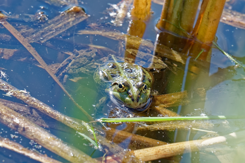 La grenouille d Eloise.jpg