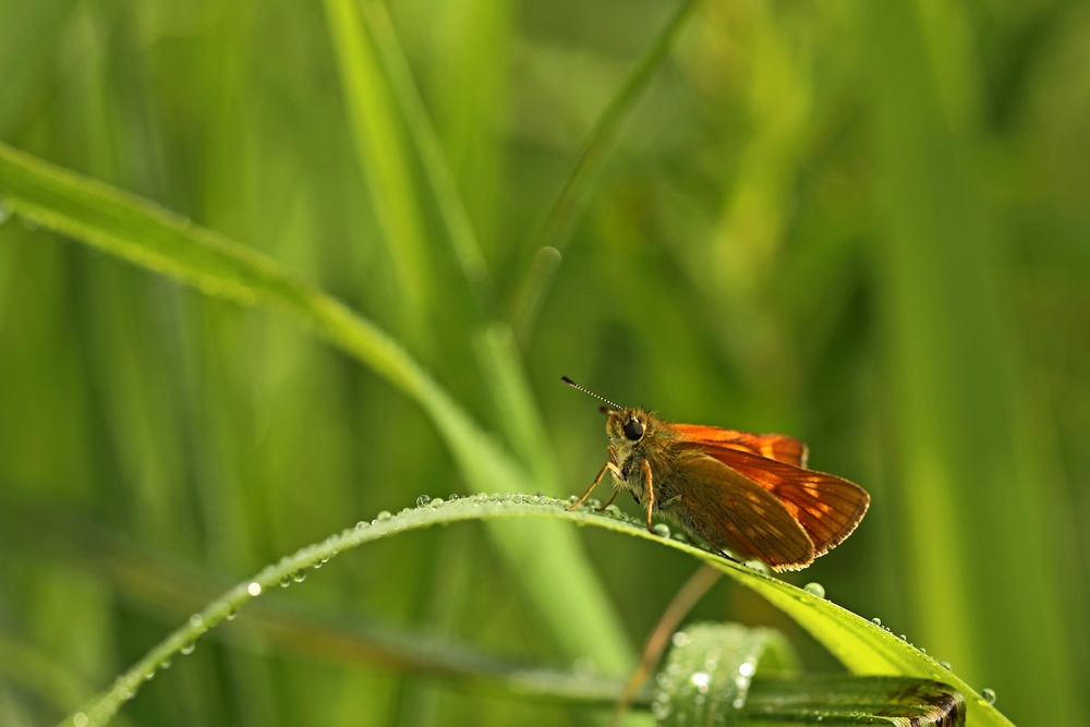 2G6A2018.JPG