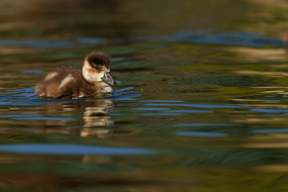 4N1A1289_DxO-border.jpg.1e19ff8140a976ccc2b386c4a586561d.jpg