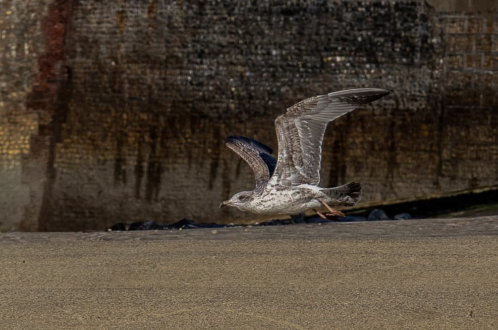 mouette-2.jpg