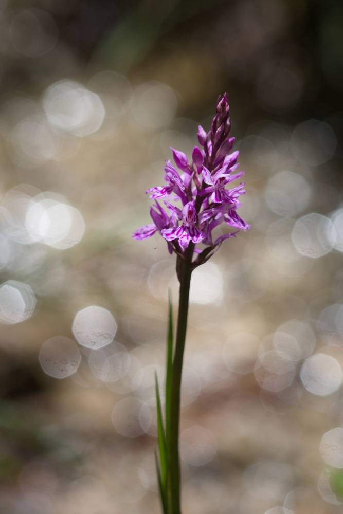 orchis.jpg.db1be488fcf3e8ddeb3cfb907903e102.jpg
