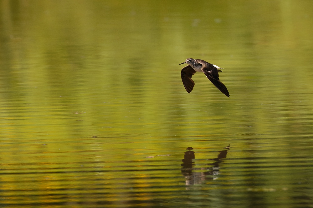 041A9063_DxO-border.jpg.cf132b08b42f0ce5d14cf40cb544ce5a.jpg